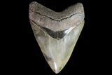 Serrated, Megalodon Tooth - Collector Quality #76482-2